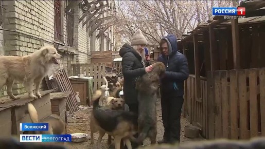 Приют для бездомных животных «Любимки» в Волжском нуждается в поддержке